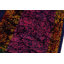 Evandale Wool Oriental Rug