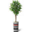 75 plantes-97992060