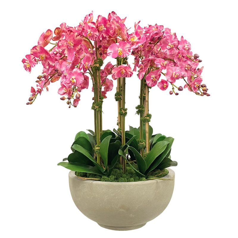 ORCHIDS IN BOWL