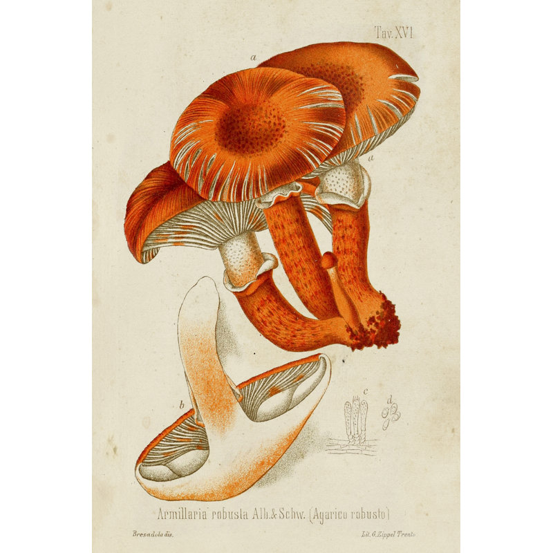 Mushroom Varieties VII - Wrapped Canvas Painting, 30 cm H x 20 cm W, Wrapped Canvas