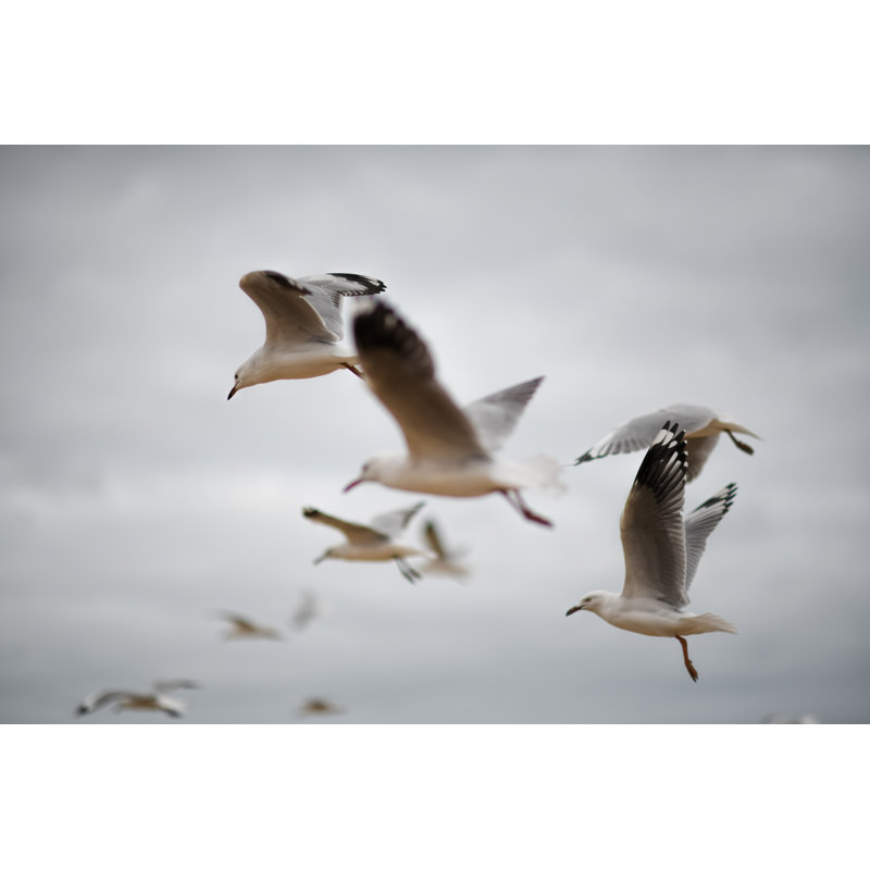 Seagull Cruising In The Air by Edwin Tan - No Frame Art Prints on Canvas, 81cm H x 122cm W