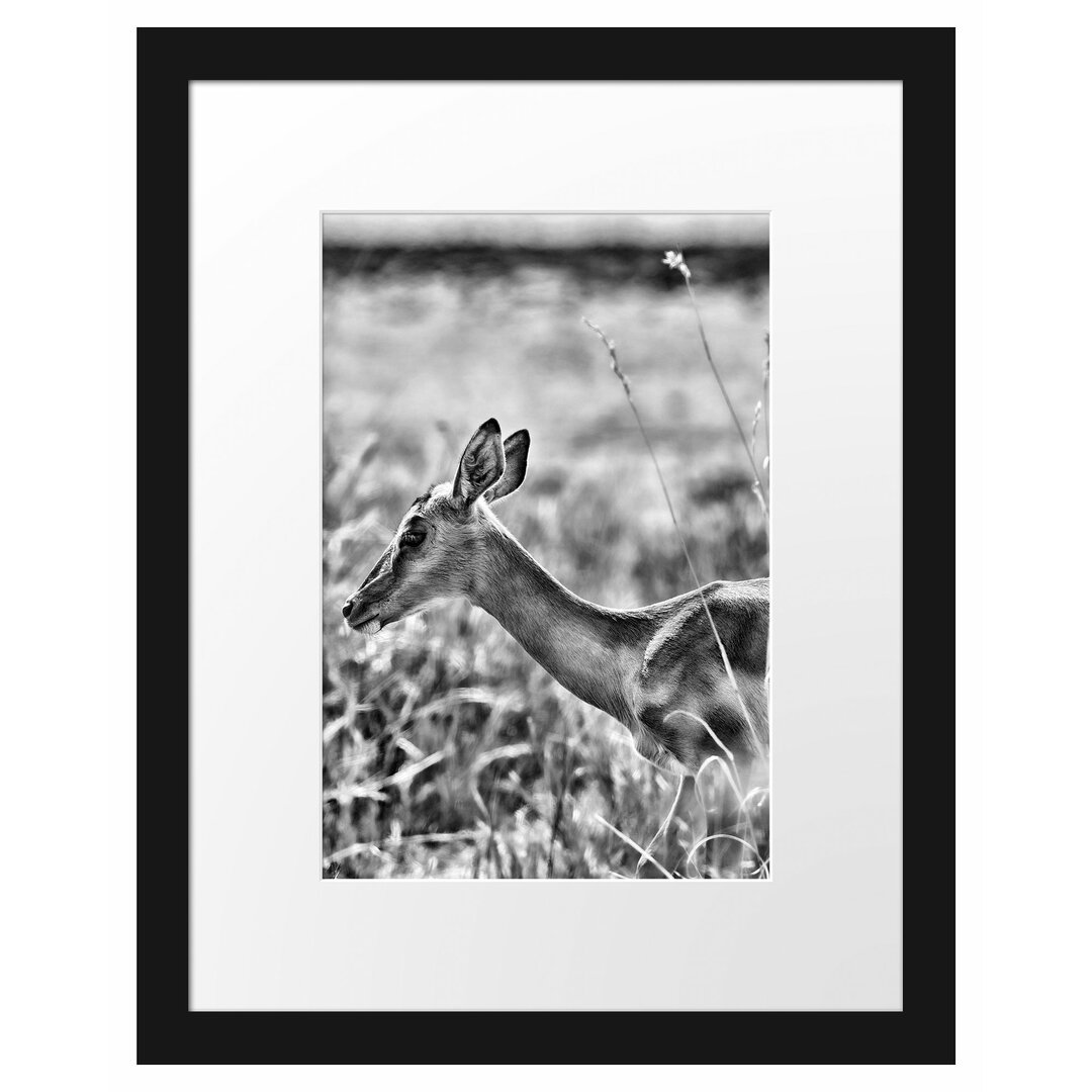 Gerahmter Fotodruck Gazelle in the Tall Grass