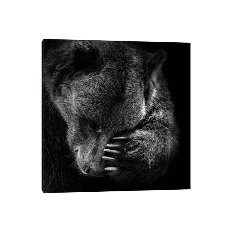 Bear I by Lukas Holas - Wrapped Canvas Print, 66.04 cm H x 66.04 cm W x 1.91 cm D