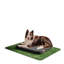 Orthopedic Memory Foam Pet Bed-45408863-45431229