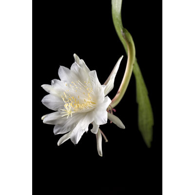Epiphyllum Pumilum - photographie sur toile tendue