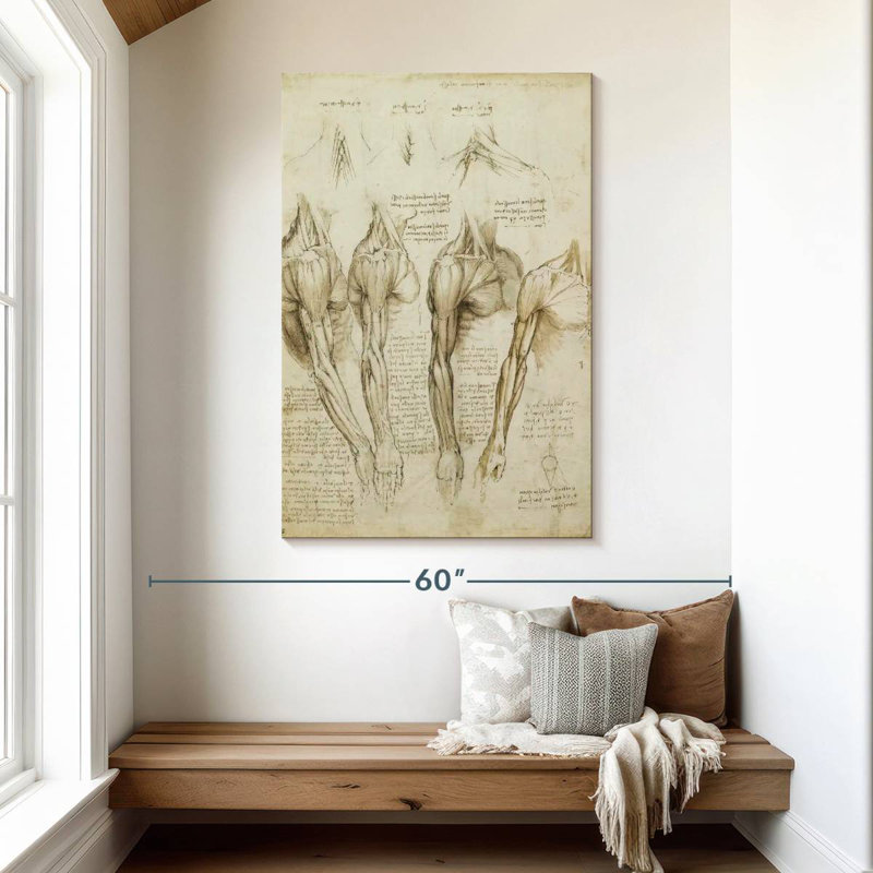 Muscles de l'épaule, bras et cou, H 48 po x l 32 po