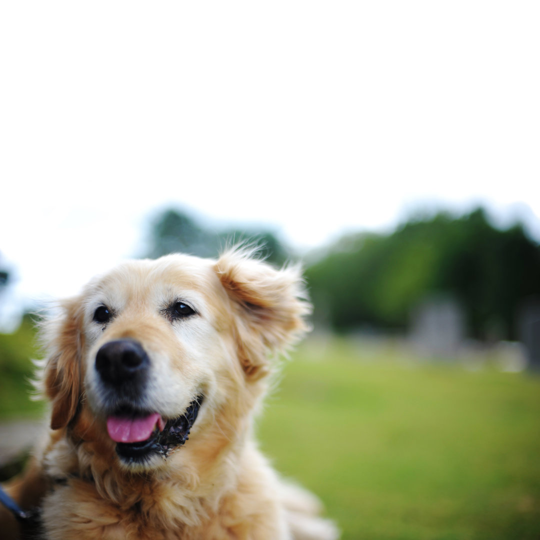 Leinwandbild Golden Retriever von Mwellis