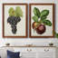 Antique Fruit VIII - Ensemble de 2 reproductions d'art sur toile-1352268771-1352268769