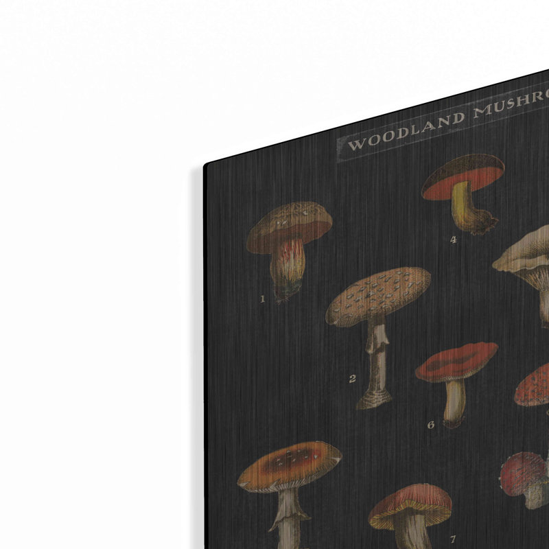 «Mushroom charte I» par Wild Apple Po, H 16 po x l 24 po