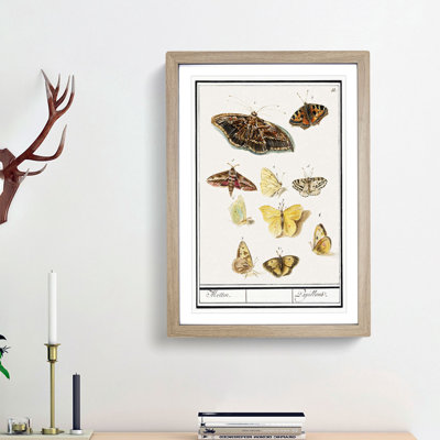 Butterflies & Moths by A.B. de Boodt - Picture Frame Graphic Art Print