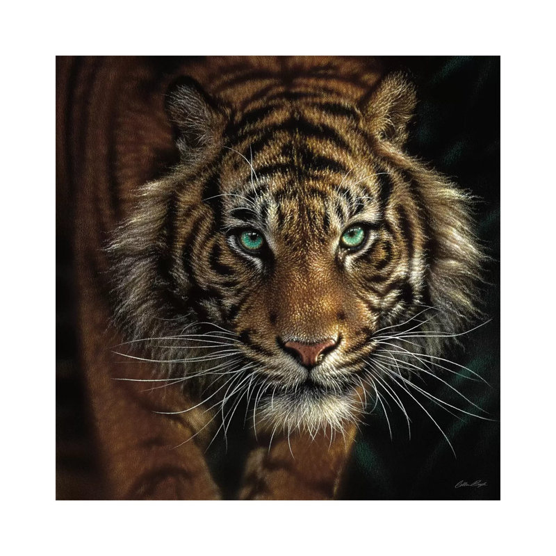 Eye Of The Tiger, Square by Collin Bogle - Painting on Canvas, 45.72 cm H x 45.72 cm W, No Frame
