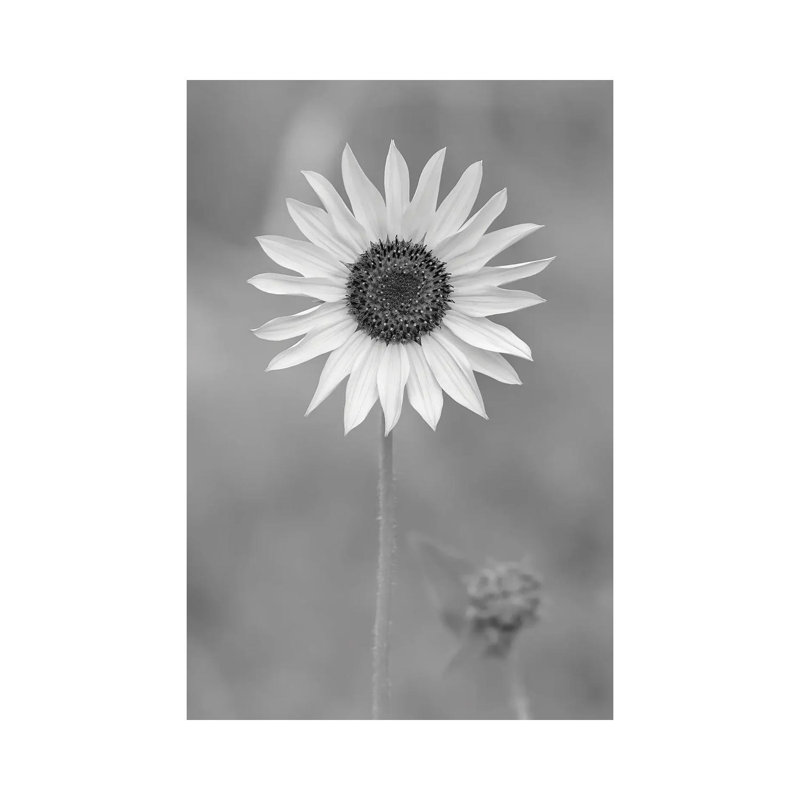 Dynamic Daisy by Louis Ruth - Wrapped Canvas Print, 66.04 cm H x 45.72 cm W