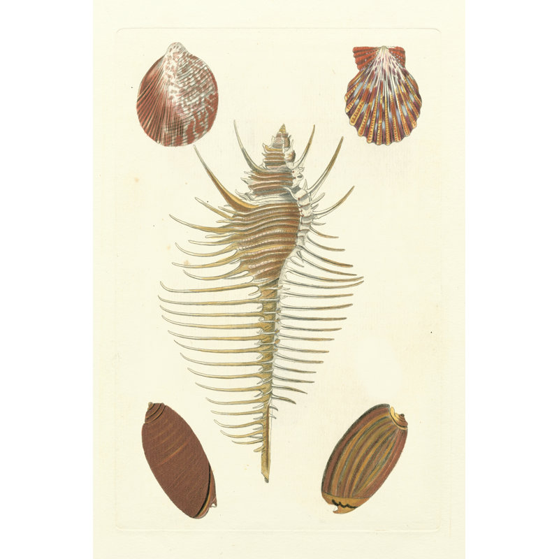 Knorr Shells I by Knorr - Wrapped Canvas Art Prints, 46cm H x 30cm W