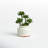 11'' Faux Succulent in Ceramic Pot