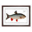 Idus-Carp Fish by M.E. Bloch - Framed Print-55768958-55768959