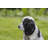 Cocker Spaniel Statue-44475142