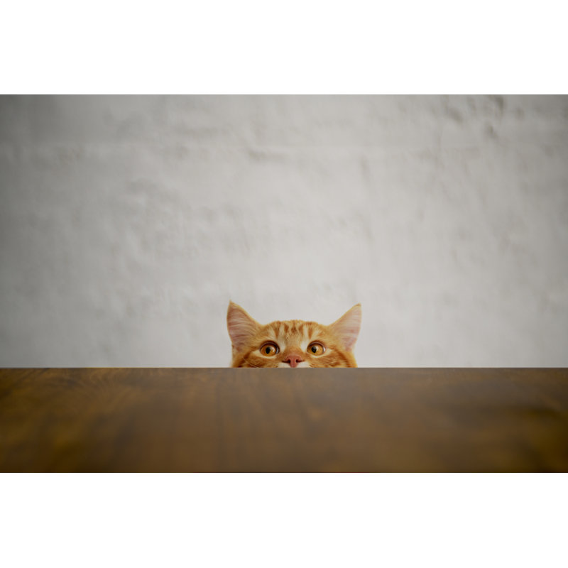 Chat vilain aux grands yeux regardant la cible. Cat. par 101Cats, H 12 po x l 18 po