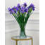 Vase Of Iris - 19 Inches
