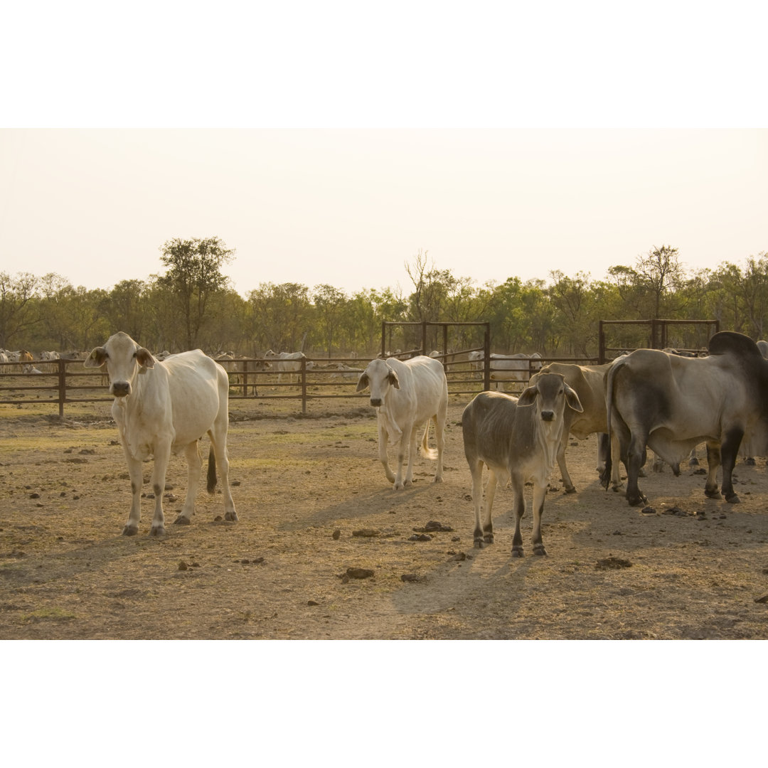 Outback Cattle by MyfanwyJaneWebb - Wrapped Canvas Print