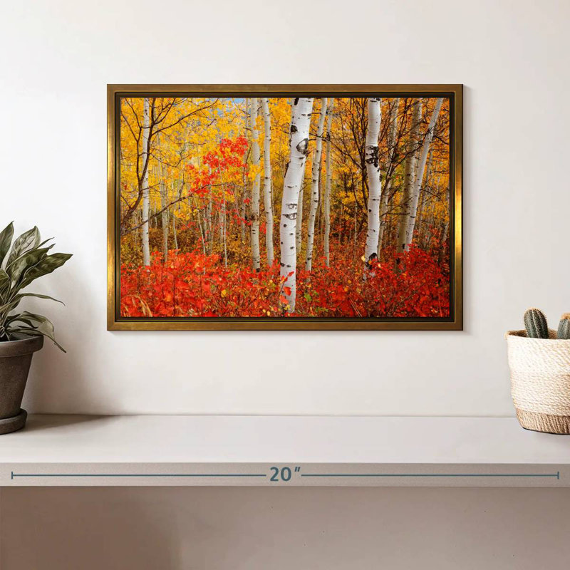 Bouleaux d'automne, Cadre flottant doré, 13 po x 9 po
