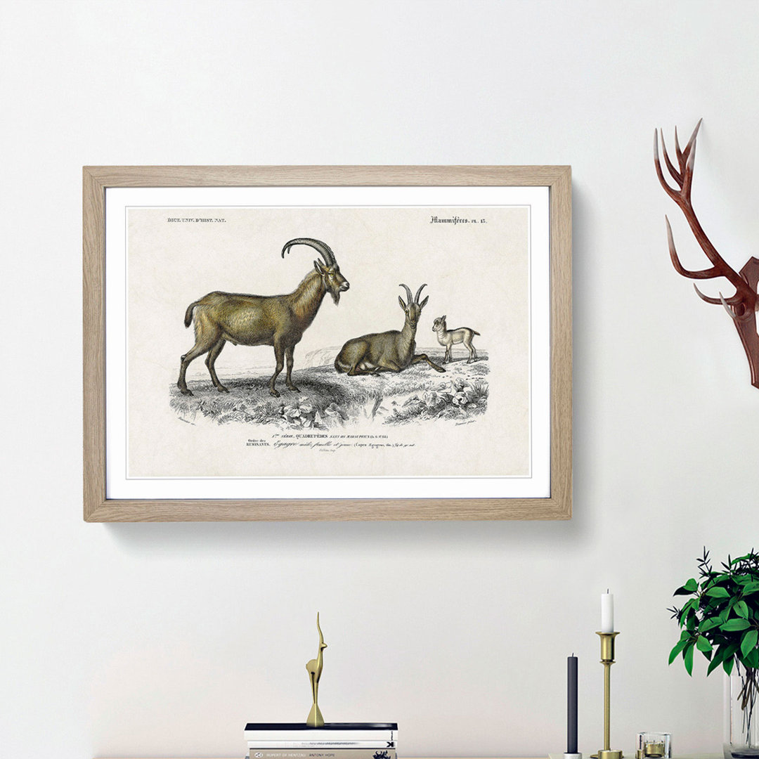 Wild Goat Illustration by Charles D Orbigny - Framed Print