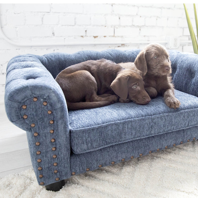 Lit canapé tucson furniture dog