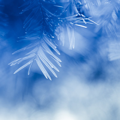 Pine Tree by Jeja