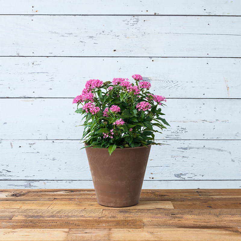 Carrero Pot Planter, Rust, 11.5" H x 12.5" W x 12.5" D