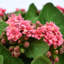 Kalanchoe Arrangement in Fiberstone Pot-1078803483