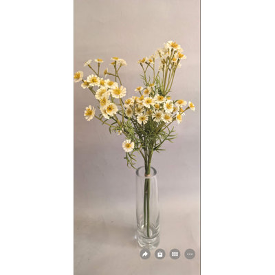 Daisy Bundle