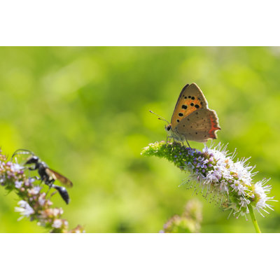 Corbyn Copper Butterfly by Sander Meertins - Wrapped Canvas Print