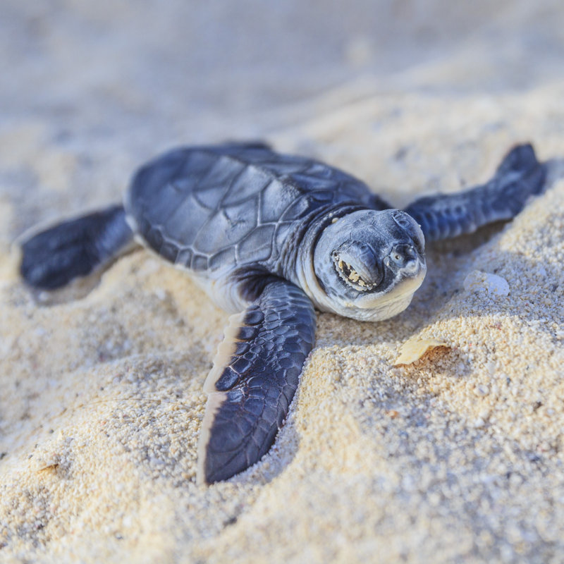 Sea turtle newborn.Semi front view.Square., 51cm H x 51cm W