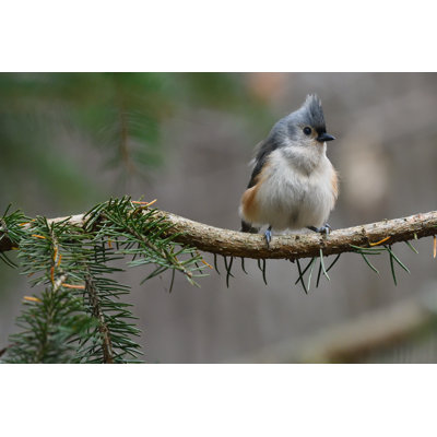 Tufted Titmouse On Branch by Robert Winkler - No Frame Art Prints on Canvas