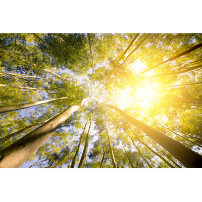 Grove - Wrapped Canvas Print