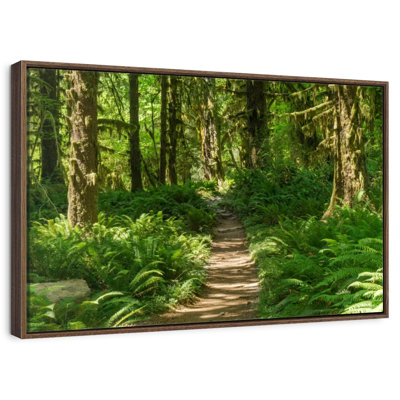 Hoh Rainforest Path