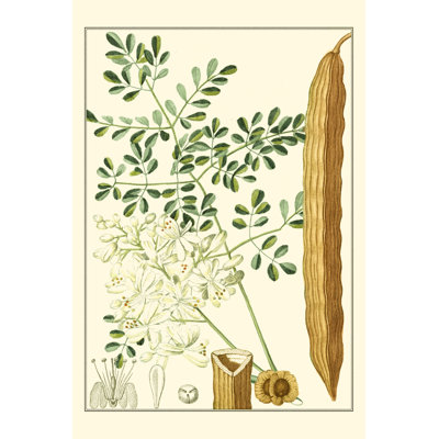 Turpin Tropicals IV by Turpin - Wrapped Canvas Art Prints