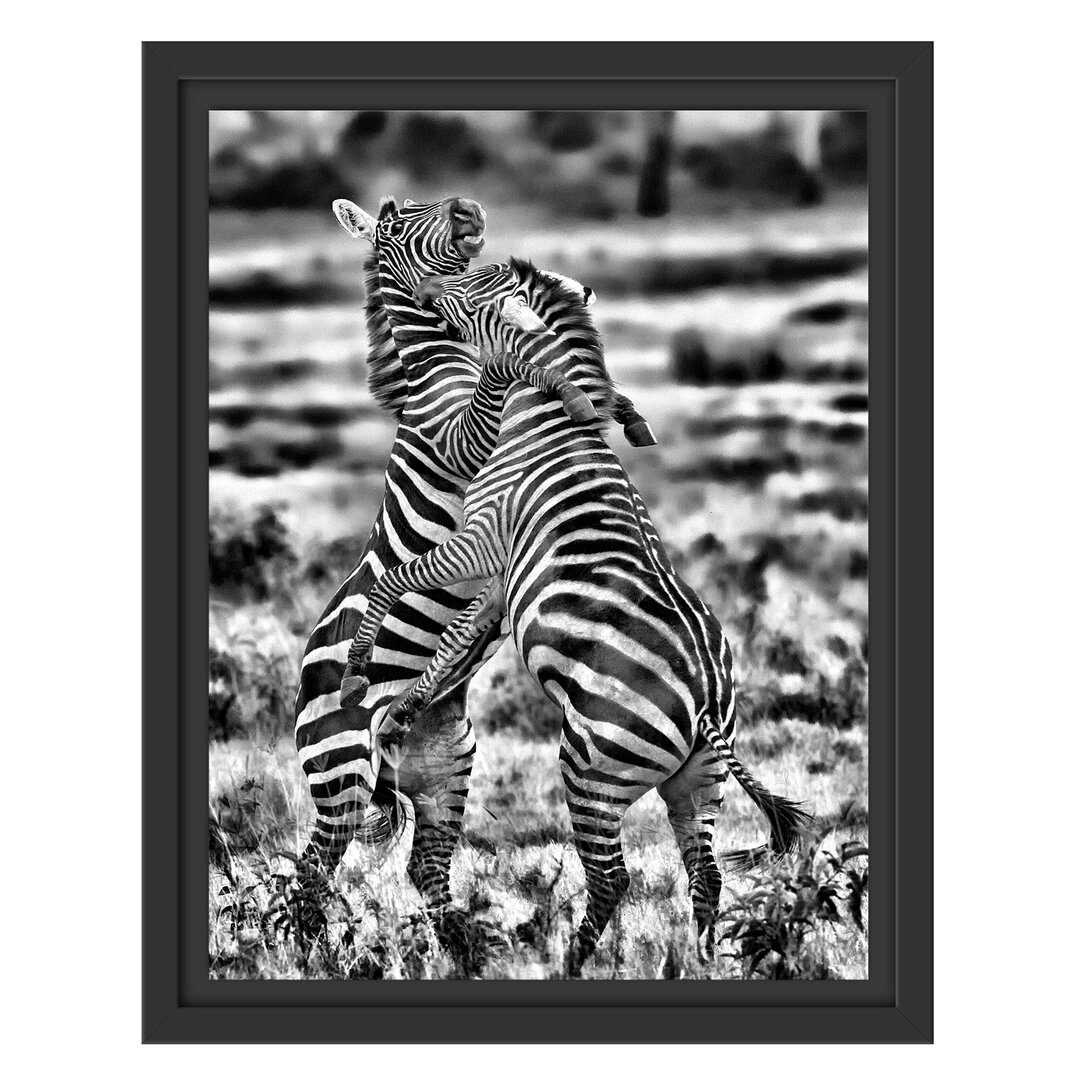 Gerahmtes Wandbild kämpfende Zebras