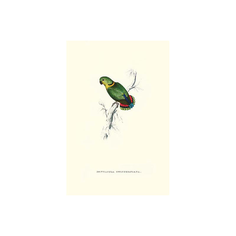 « swindern » par edward lear, impression d’art graphique, H 66 po x l 44 po x P 1,5 po