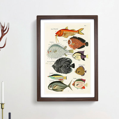 East Indies Fish Illustrations Fol. 5 hh by Louis Renard - Picture Frame Graphic Art Print