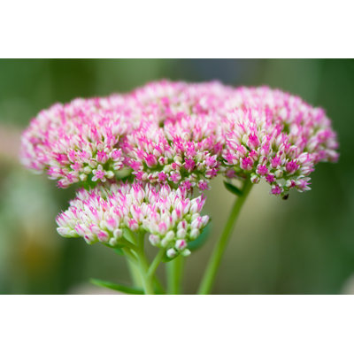 Hylotelephium Spectabile by Ian_Redding - Wrapped Canvas Print