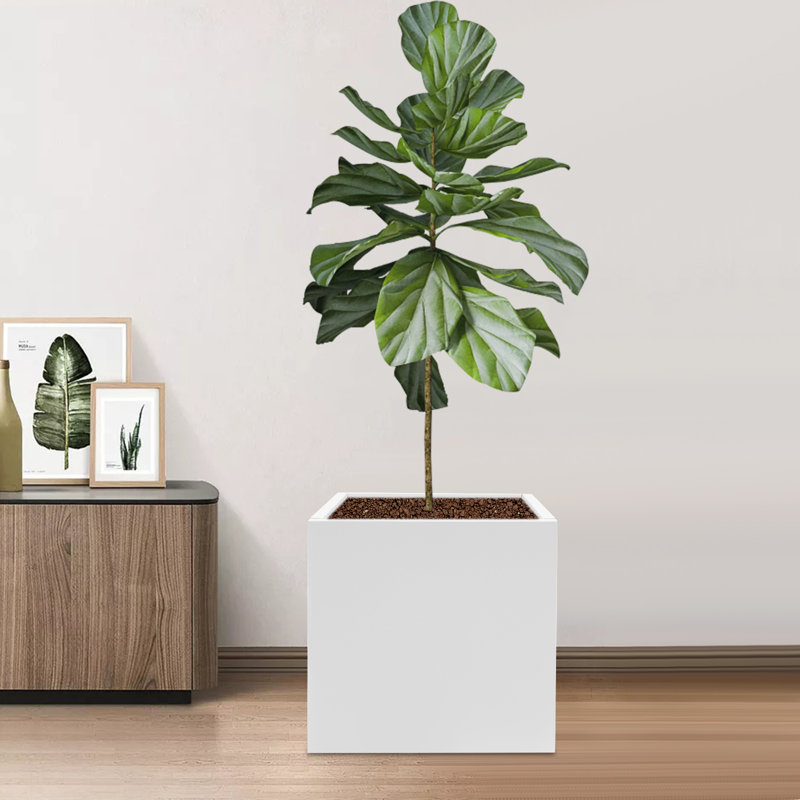 Boîte à fleurs Tuley, Blanc, H 24 po x l 24 po x P 24 po