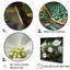 Grenouille verte sur verre, impression sur toile-1509231605-1509231606