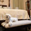 Banc-rampe pour animaux de compagnie Barkley avec rampe rétractable pour chien - Avoine moisson-134285997