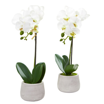 Arrangement floral orchidée en pot