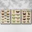 Histoire Naturelle Papillons I, ensemble de 3 toiles encadrées-97792970-97792971