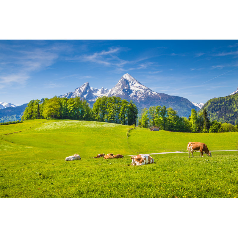 Cows In Summer - Wrapped Canvas Print, 30cm H x 46cm W