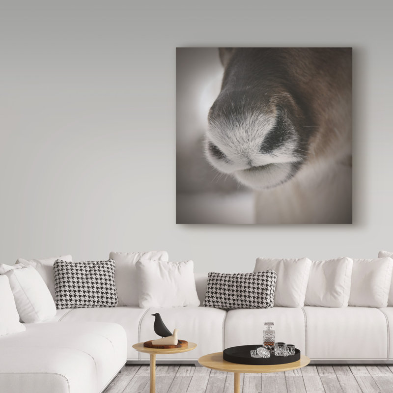 « renne groin », reproduction de photo sur toile tendue, H 14 po x l 14 po
