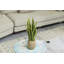 Ensemble de 2 pots à fleurs 18 po Faux Sansevieria