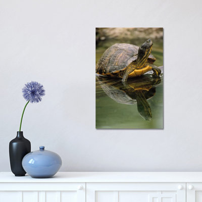 Yellow-Bellied Slider Turtle, Portrait, In Water, North America by Gerry Ellis - Wrapped Canvas Print