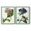AntiqueFloralFolio III - reproduction encadrée de qualité supérieure - prête à être accrochée - aucun clou requis - aucun clou requis-488776840-488776837